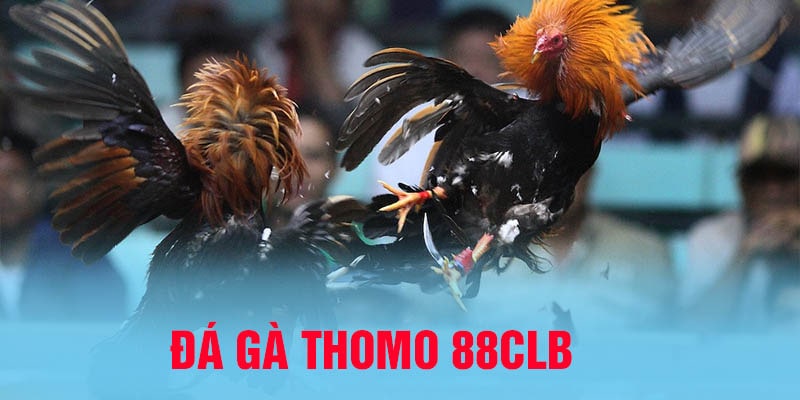 đá gà thomo