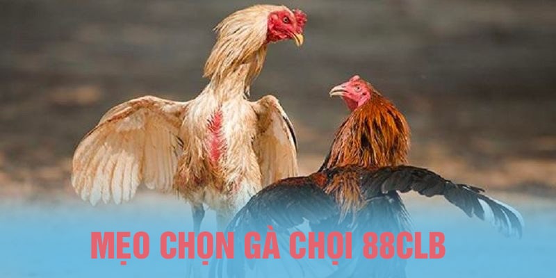 mẹo chọn gà chọi